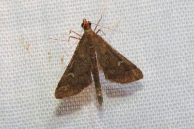 <i>Dolicharthria punctalis</i>