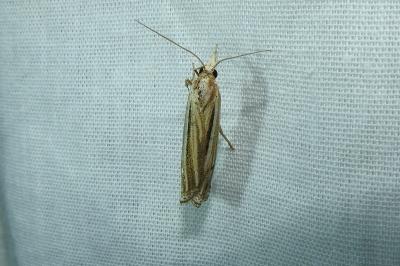 <i>Ancylolomia tentaculella</i>