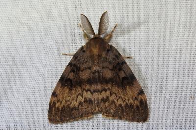 <i>Lymantria dispar</i>