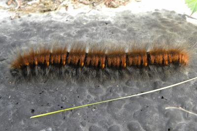 <i>Macrothylacia rubi</i>