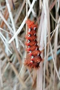 <i>Acronicta rumicis</i>