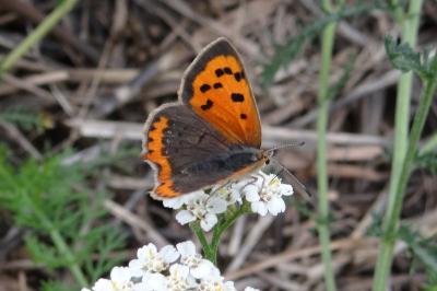 <i>Lycaena phlaeas</i>