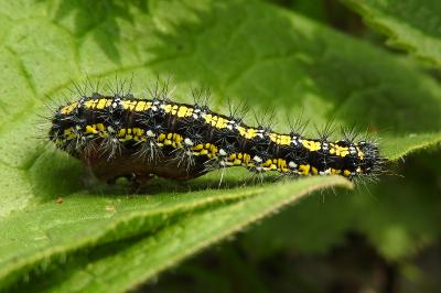 <i>Callimorpha dominula</i>