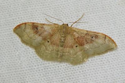 <i>Idaea degeneraria</i>