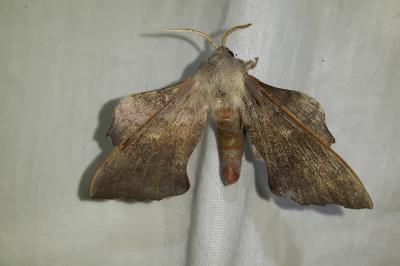 <i>Laothoe populi</i>