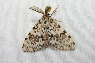 <i>Lymantria monacha</i>