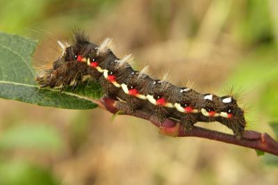 <i>Acronicta rumicis</i>