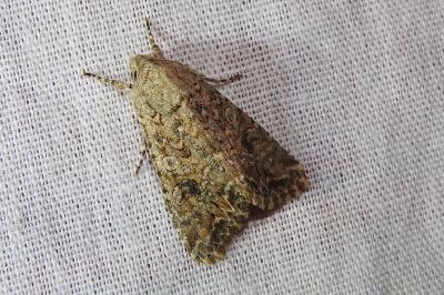 <i>Anarta trifolii</i>