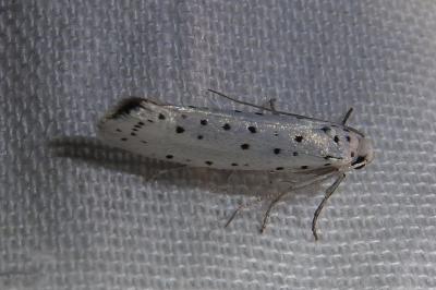 <i>Yponomeuta</i>
