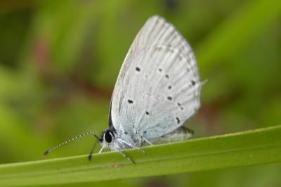 <i>Cupido alcetas</i>