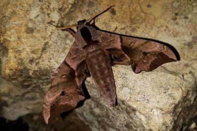 <i>Smerinthus ocellatus</i>