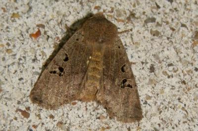 <i>Conistra rubiginosa</i>
