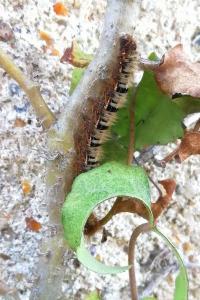 <i>Lasiocampa quercus</i>