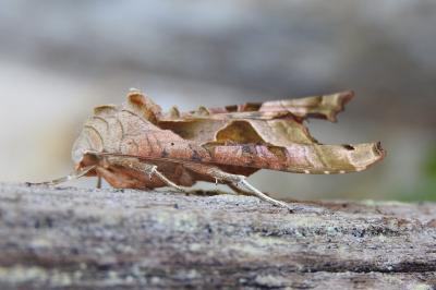 <i>Phlogophora meticulosa</i>