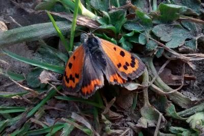 <i>Lycaena phlaeas</i>