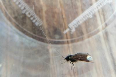 <i>Adela reaumurella</i>