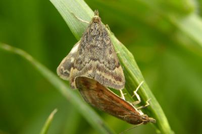 <i>Pyrausta despicata</i>