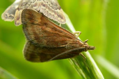 <i>Pyrausta despicata</i>