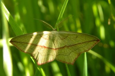 <i>Timandra comae</i>