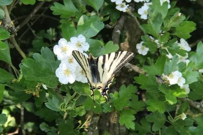 <i>Iphiclides podalirius</i>