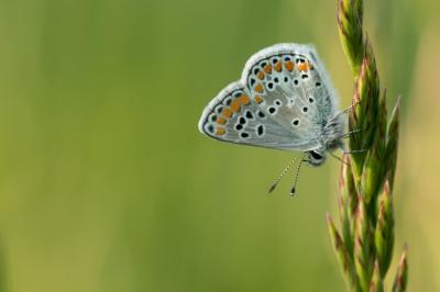 <i>Aricia agestis</i>