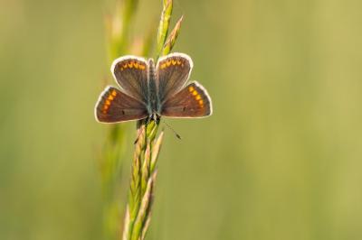 <i>Aricia agestis</i>