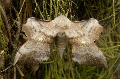 <i>Laothoe populi</i>
