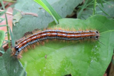 <i>Malacosoma neustria</i>