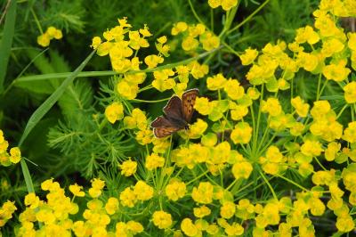 <i>Lycaena tityrus</i>