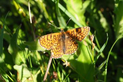 <i>Melitaea cinxia</i>