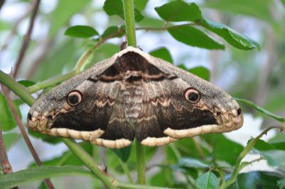 <i>Saturnia pyri</i>