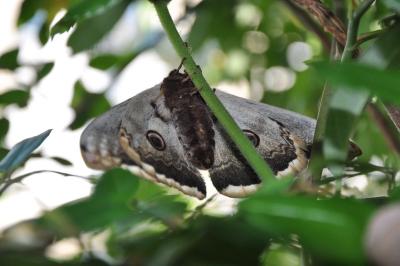 <i>Saturnia pyri</i>