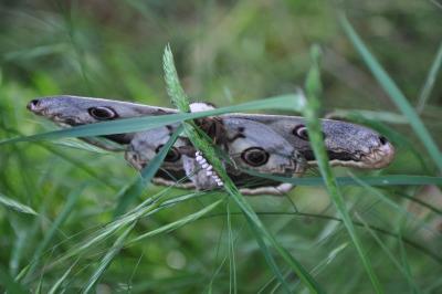 <i>Saturnia pyri</i>