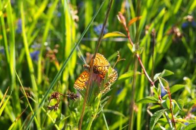 <i>Melitaea cinxia</i>