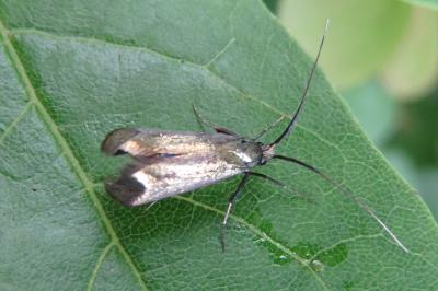 <i>Adela reaumurella</i>