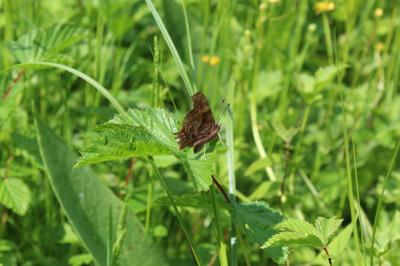<i>Polygonia c-album</i>