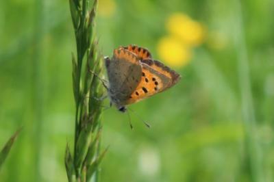 <i>Lycaena phlaeas</i>