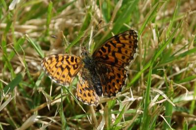<i>Boloria dia</i>