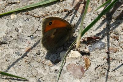 <i>Coenonympha pamphilus</i>
