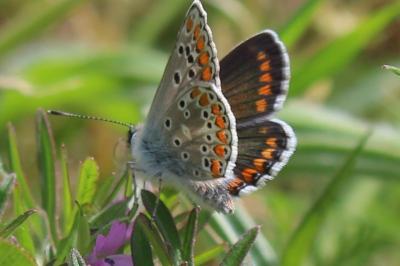 <i>Aricia agestis</i>