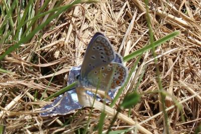 <i>Polyommatus icarus</i>