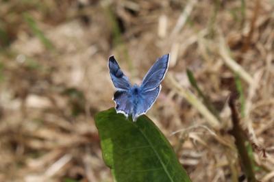 <i>Polyommatus icarus</i>