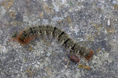<i>Lasiocampa quercus</i>