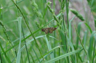 <i>Ematurga atomaria</i>