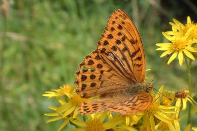 <i>Argynnis paphia</i>