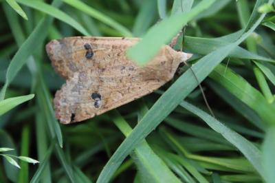 <i>Noctua pronuba</i>