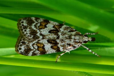 <i>Scoparia pyralella</i>