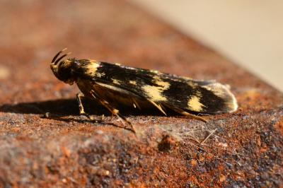 <i>Oegoconia</i>