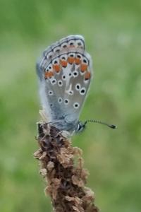 <i>Aricia agestis</i>