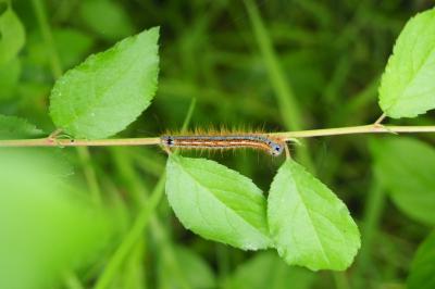 <i>Malacosoma neustria</i>